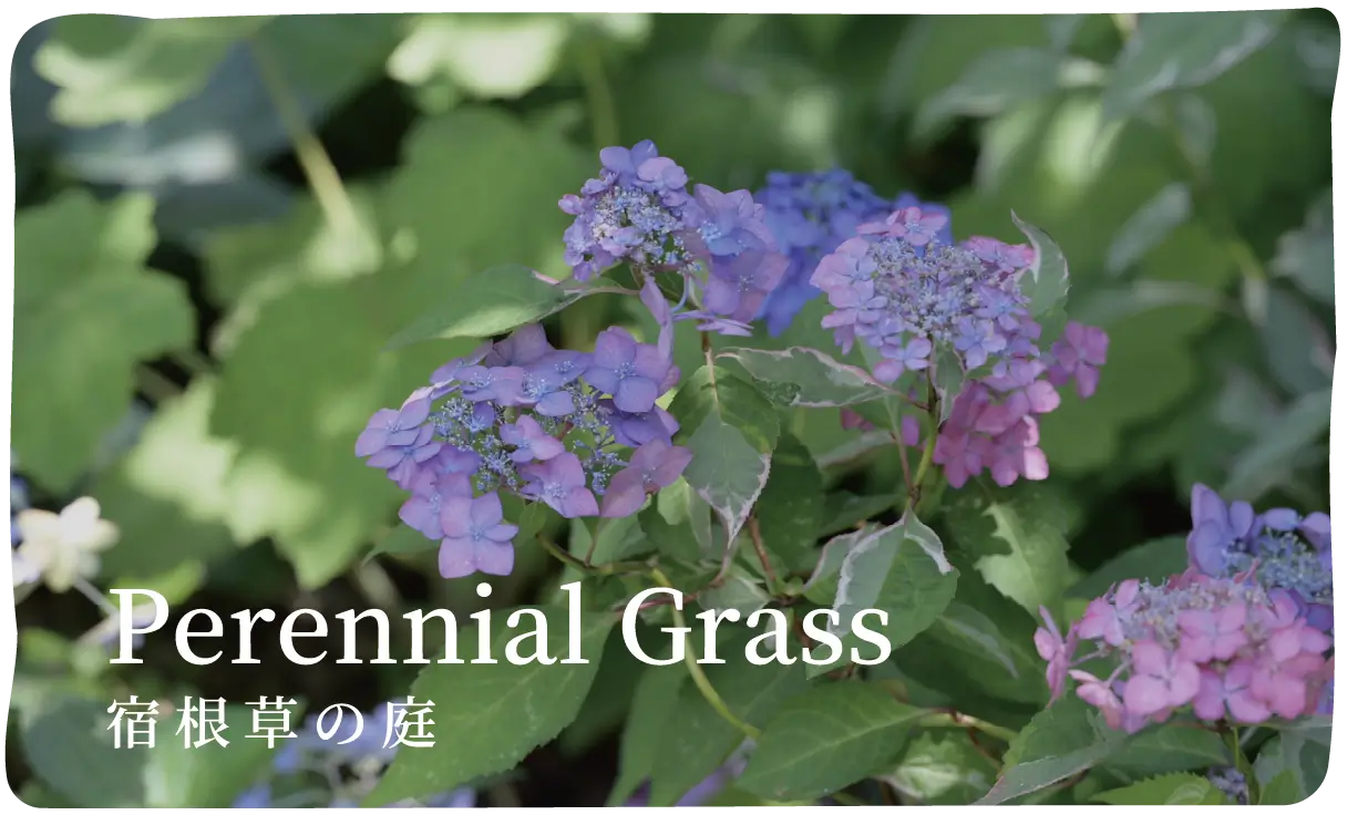 Perennial Grass 宿根草の庭
